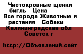 Чистокровные щенки бигль › Цена ­ 15 000 - Все города Животные и растения » Собаки   . Калининградская обл.,Советск г.